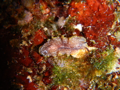 Prostheceraeus moseleyi