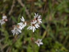 Lithophragma glabrum