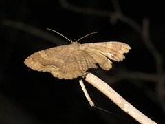 Hemeroblemma malitiosa