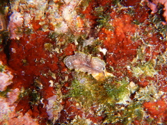 Prostheceraeus moseleyi