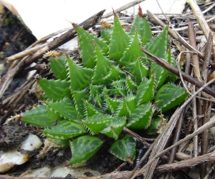 Haworthia rossouwii