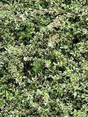Cotoneaster × suecicus