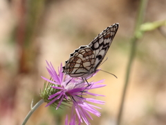 Melanargia ines