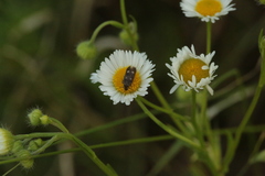 Parascythris muelleri