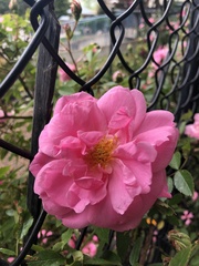 Rosa