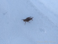 Atacamacris diminuta