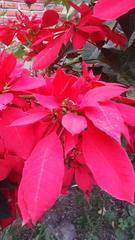 Euphorbia pulcherrima