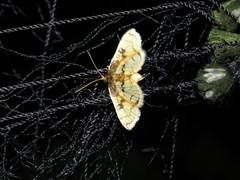 Compacta hirtalis
