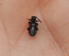 Crioceris quinquepunctata