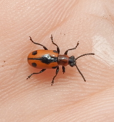 Crioceris quinquepunctata