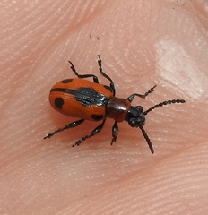 Crioceris quinquepunctata