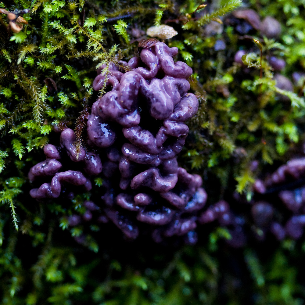 Ascocoryne sarcoides image