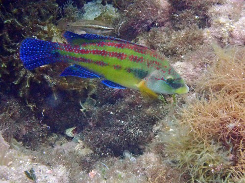 East Atlantic peacock wrasse (Symphodus tinca) — Labridae
