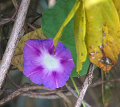 Ipomoea purpurea