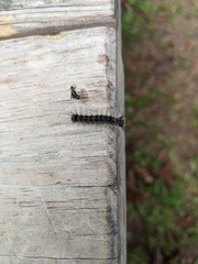 Lymantria dispar