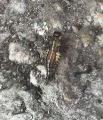 Eurypepla brevilineata