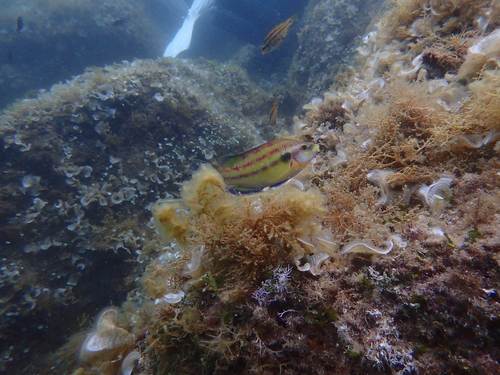 East Atlantic peacock wrasse (Symphodus tinca) — Labridae — 2