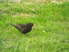 Turdus merula