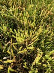 Salicornia tegetaria