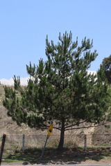 Pinus