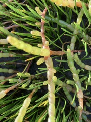 Salicornia tegetaria