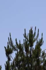 Pinus