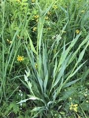 Eryngium yuccifolium