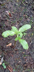 Magnoliopsida