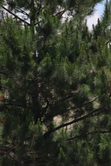 Pinus