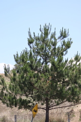 Pinus