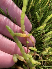 Salicornia tegetaria