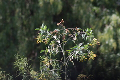 Nicotiana glauca