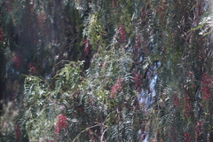 Schinus molle