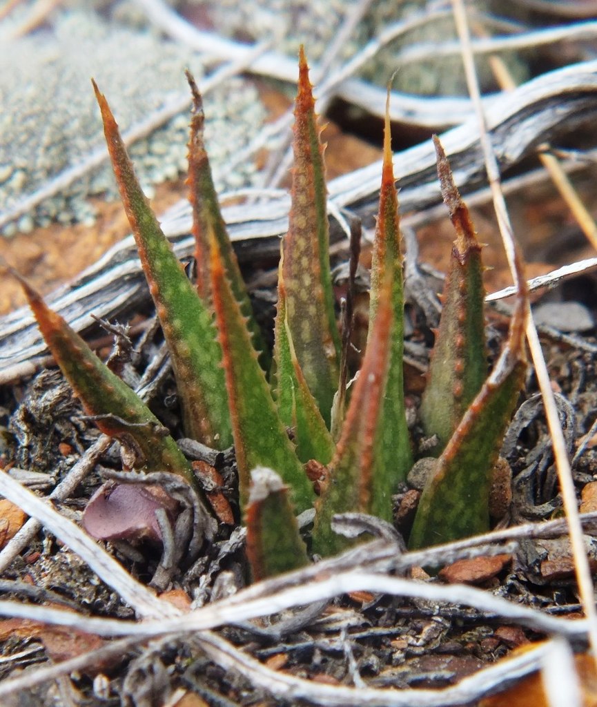 Haworthia variegata