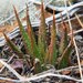 Haworthia variegata - Photo (c) Abu Shawka, some rights reserved (CC BY-SA)