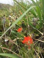 Castilleja litoralis