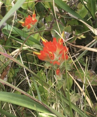 Castilleja litoralis