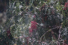 Schinus molle
