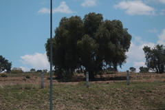 Schinus molle