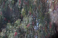 Schinus molle