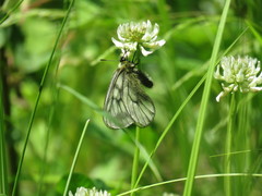 Parnassius stubbendorfii