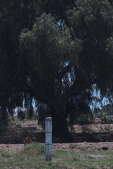 Schinus molle