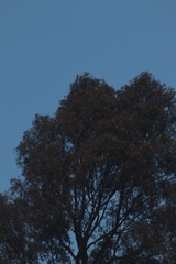 Angiospermae