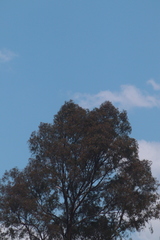 Angiospermae