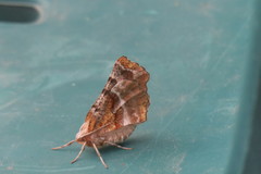 Selenia alciphearia