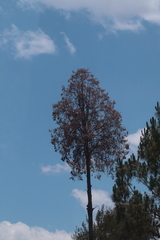 Pinales