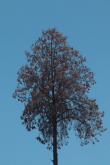Pinales