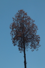 Pinales