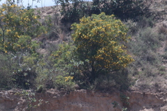 Magnoliopsida