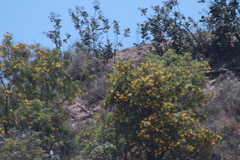 Magnoliopsida